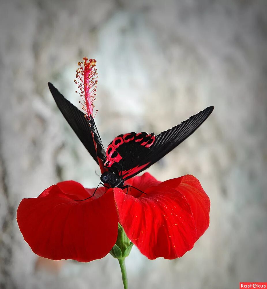 Цветок красные бабочки. Красный цветок. Цветы красного цвета. Черно красные цветы. Бабочка на цветке.