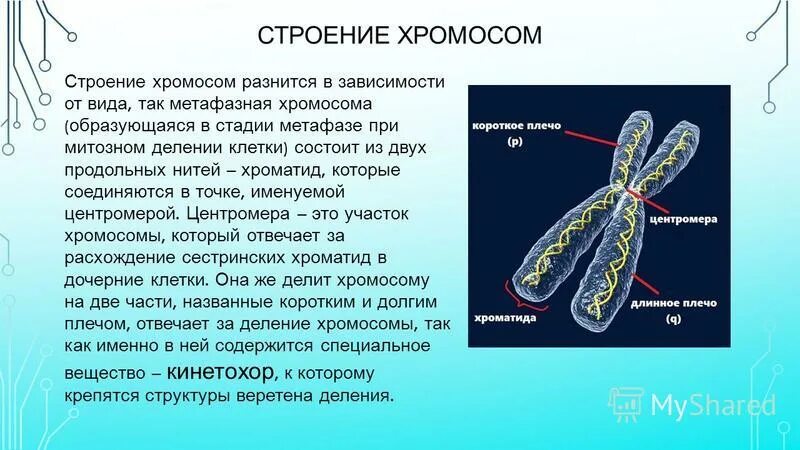 Хроматид в ядре. Хромосомы строение и функции. Строение хромосомы и ее функции. Строение метафазной хромосомы. Тонкое строение хромосом.