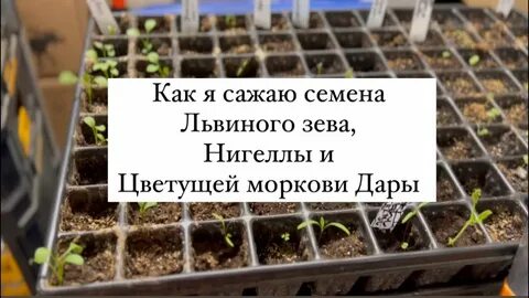 Львиный зев когда высаживать рассаду в грунт