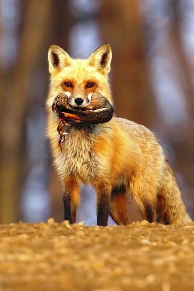 Apple fox