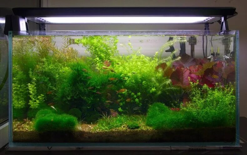Ночной свет в аквариуме. Нужно ли выключать свет в аквариуме на ночь. Идеи подсветить аквариум. Нужно ли выключать свет в аквариуме на ночь у рыбок. Можно рыбкам свет на ночь выключать.