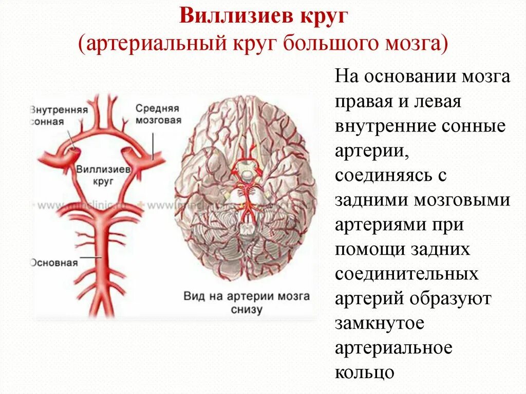 Кровоснабжение головного мозга схема Виллизиев круг. Артерии Виллизиева круга анатомия. Кровоснабжение головного мозга Визилиев круг. Мозговое кровообращение Виллизиев круг.