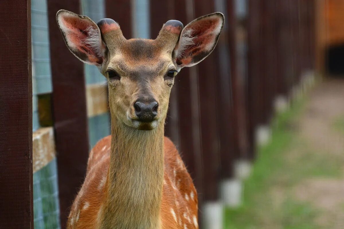 северный олень 6 букв. вилорог животное северной америки. олень шесть букв. олень с маленькими рожками. олень в северной америке 6.