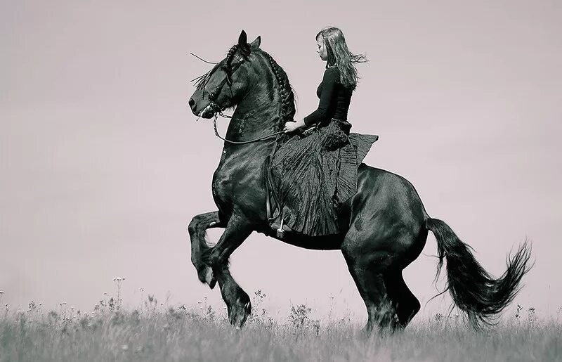 Скачущий всадник. Конь и всадник. Наездник на лошади. Всадник с лошадью. Лихой наездник