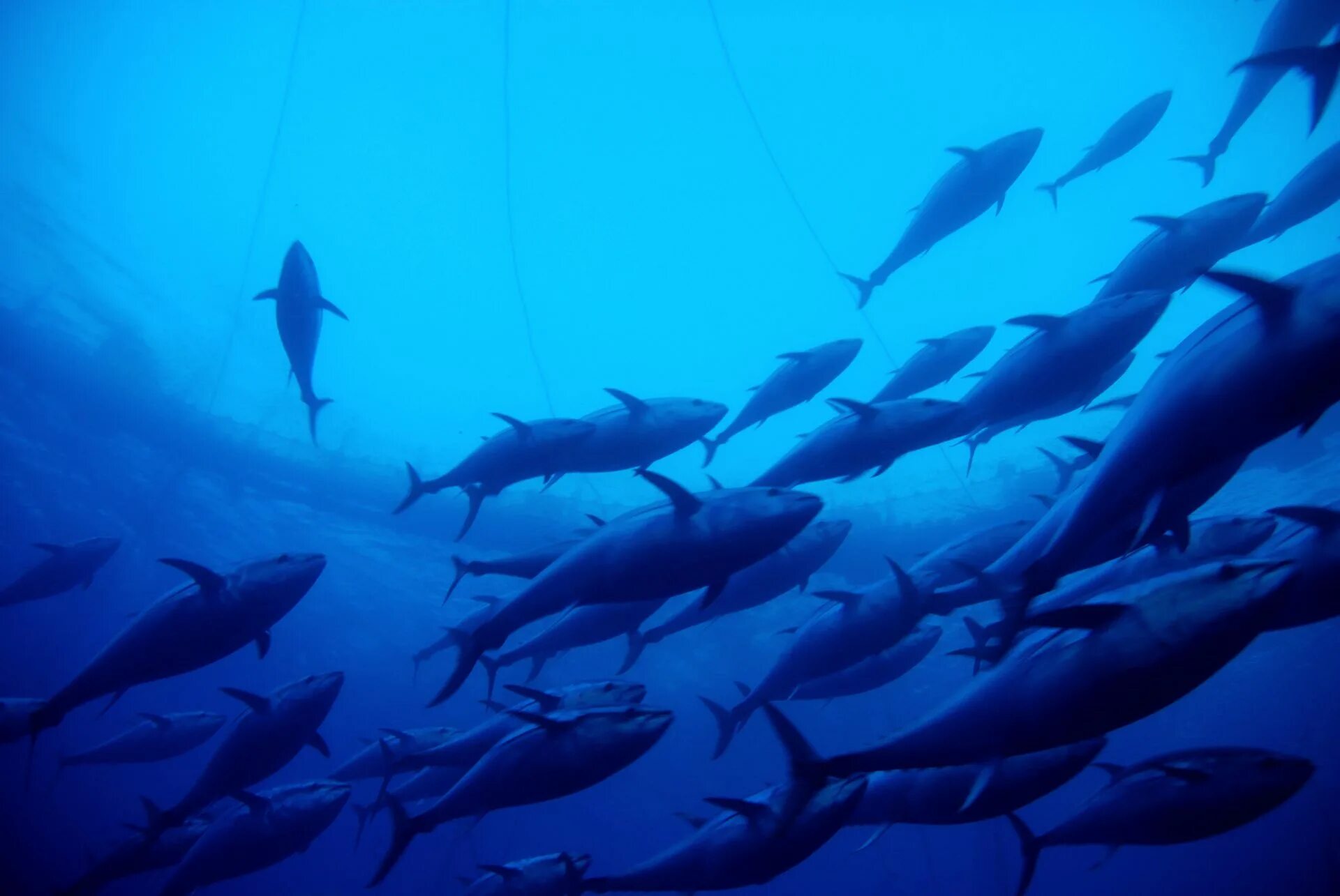 Красивое фото рыбы в море для рекламы. Fish more. Bluefin Berlin. Белая рыба на море в Китае.