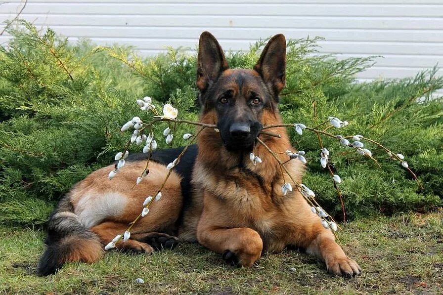 Немецкая овчарка самка. Случка у собаки немецкая овчарка. На какой день вязать немецкую овчарку. Немецкая овчарка кобель и сука. Обхват шеи немецкой овчарки.