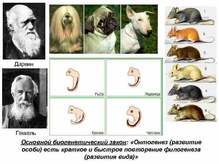 На каких стадиях развития онтогенеза и филогенеза. Эрнст Геккель онтогенез. Онтогенез есть краткое повторение филогенеза. Стадии онтогенеза животных. Этапы онтогенеза животных.