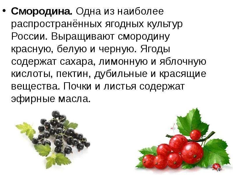 Значение роста в жизни смородины. Лечебные свойства ягод черной смородины. Чем полезна смородина. Смородина чёрная полезные. Для чего полезна черная смородина.