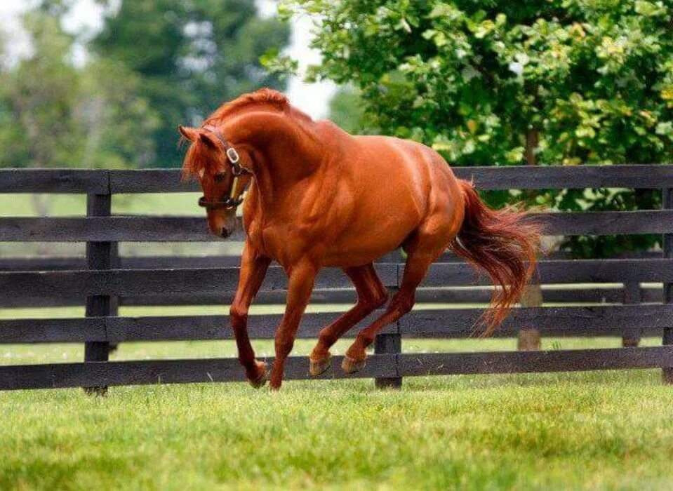 На рыжем коне. Рыжая масть лошади. Темно рыжая масть лошади. Буденновская порода лошадей конкур. Конь рыжий.