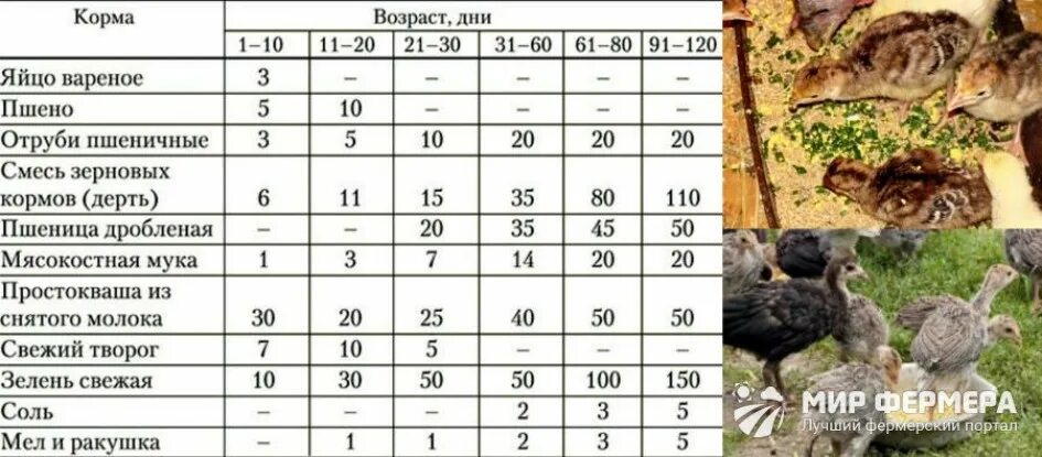 Можно ли кормить индюшат. Рацион кормления бройлеров индюков в домашних условиях. Таблица кормления бройлеров индюков. Рацион кормления индюков в домашних условиях таблица. Таблица рациона корма индюшат бройлеров.