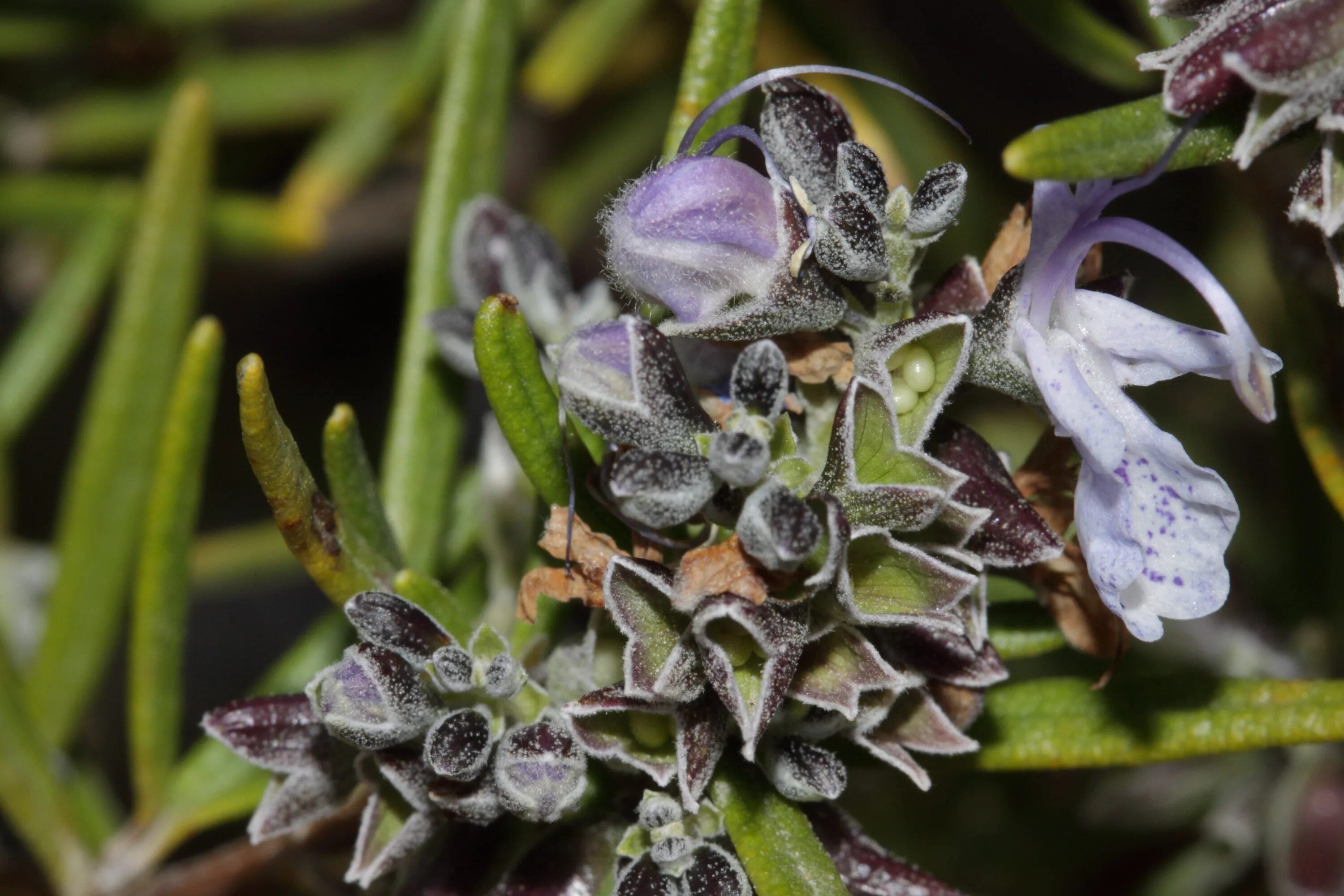 Розмарин вербенонный. Rosmarinus officinalis. Розмарин Хорст. Lorenz розмарин.