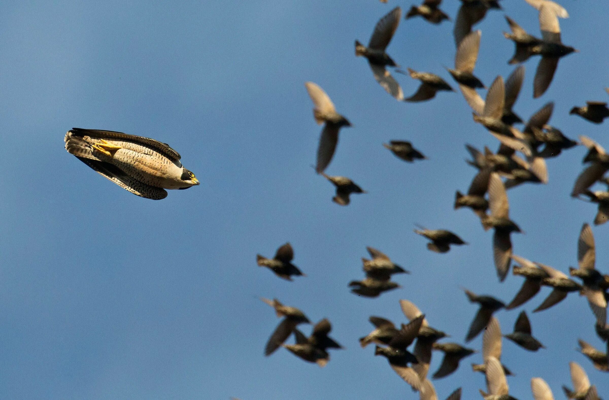 Birds Group. Ibyrang Chasing Bird. Flock of Birds Jungle. Flock of colorful Birds.