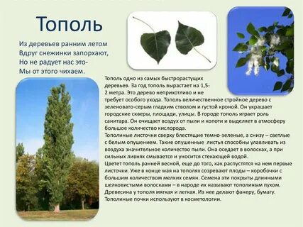 Тополь простое или сложное