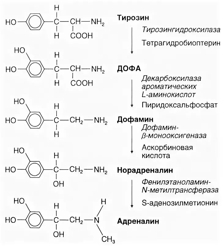 Синтез адреналина из норадреналина биохимия. Реакция синтеза адреналина из тирозина. Синтез катехоламинов из тирозина схема. Синтез норадреналина из тирозина. Адреналин образуется