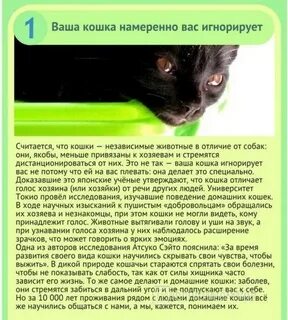 Что чувствуют кошки