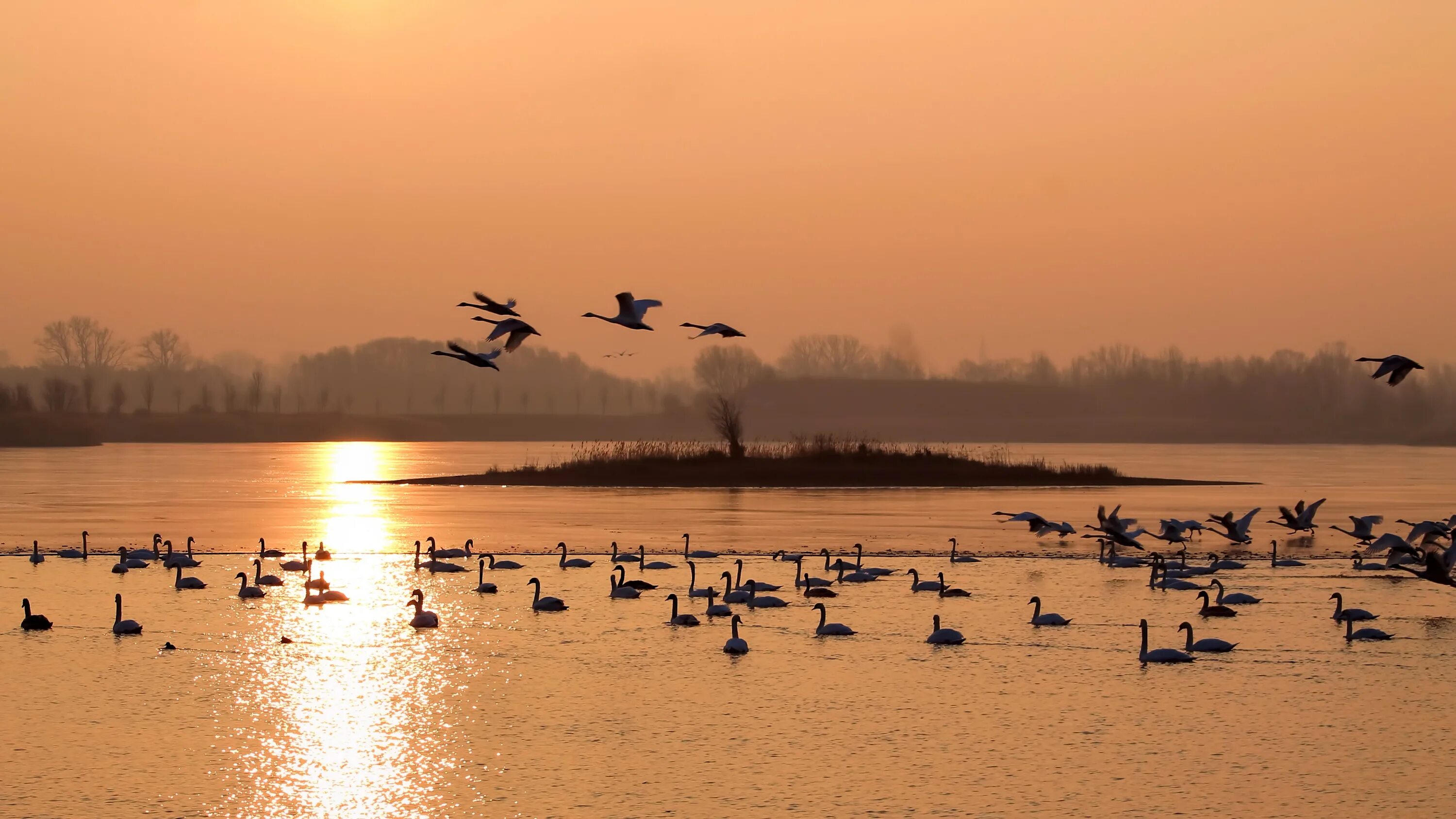 Птицы над озером. Птицы на озере. Утки на рассвете. Утки на закате.