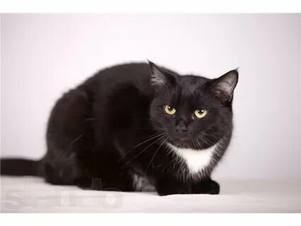 Кот барсик 900 котенок белый 210