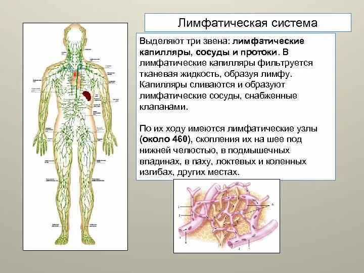 Из чего состоит лимфа. Из чего состоит лимфа