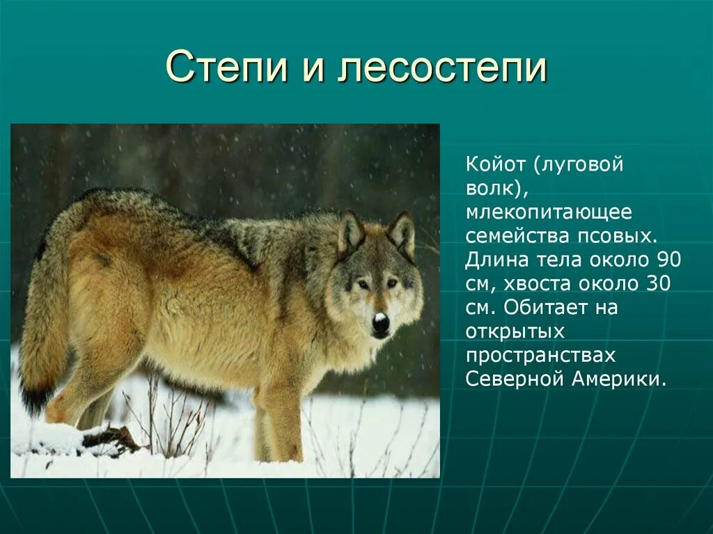 Какого семейства волк. Койот. Степной волк доклад. Доклад про волка. Волк в какой природной зоне