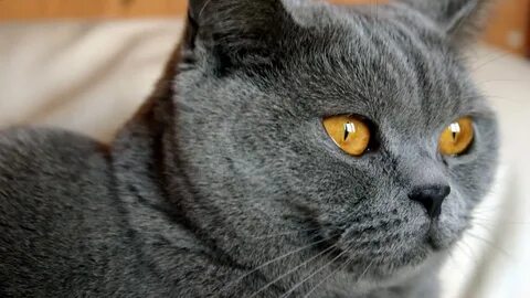 Quiz cat