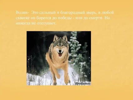 Звери никогда