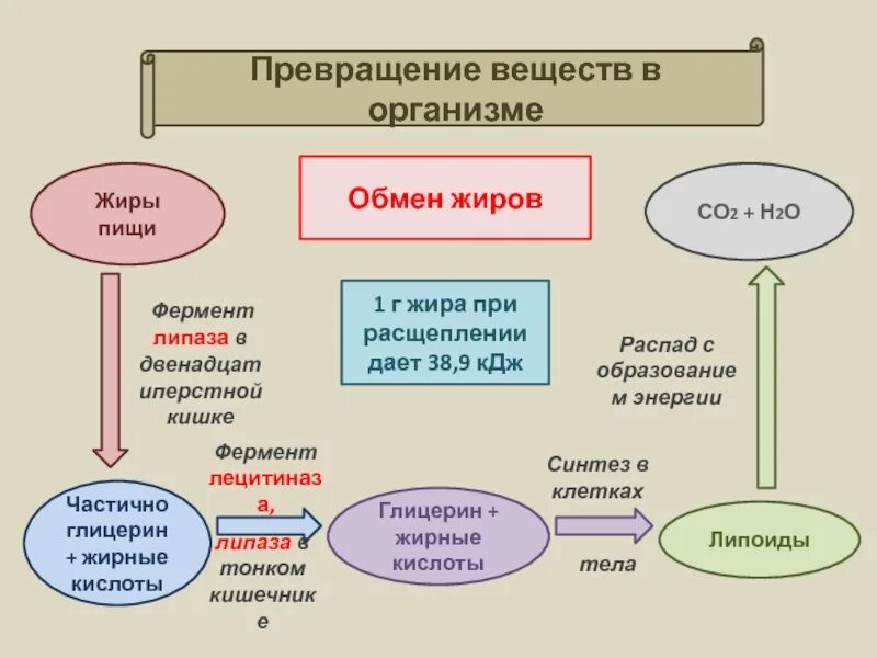 Последовательность процесса обмена жиров в организме человека. Превращение веществ в организме. Превращение жиров в организме. Схема жирового обмена. Схема превращения жиров в организме.