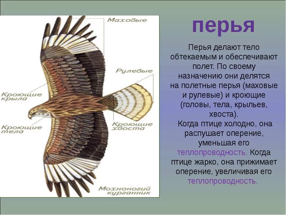 Птицы в аэропорту. Полет птиц обеспечивают. Полет птиц обеспечивают. Клин перелетных птиц в небе. Рычаги в организме птиц.