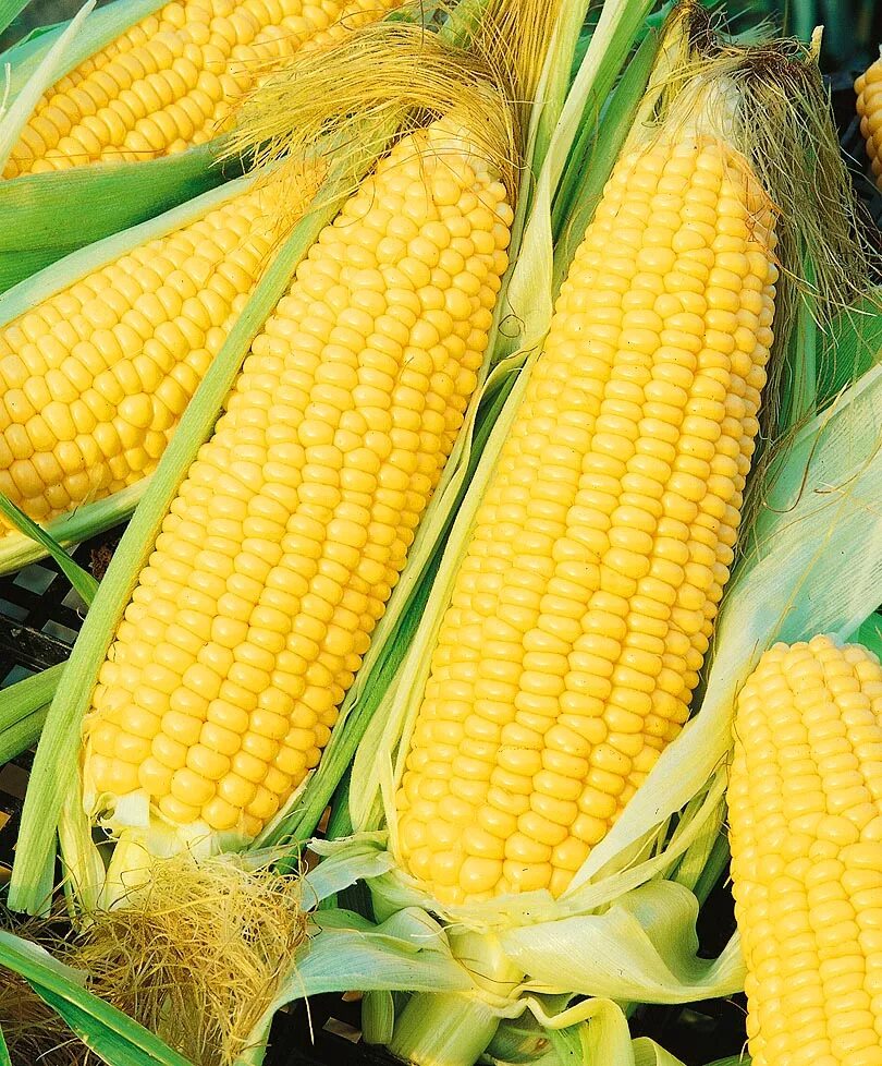 Сладость кукурузу. Кукуруза Хони Бентам. Кукуруза Хони Бентам f1. Семена кукурузы тройная сладость.