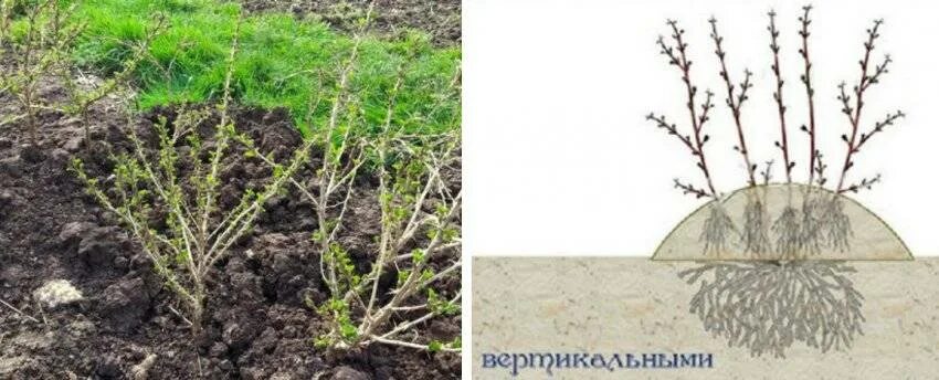 Смородину крыжовник можно размножать. Размножение крыжовника. Смородину крыжовник можно размножать. Размножение смородины отводками. Черенками смородины отводками крыжовник.