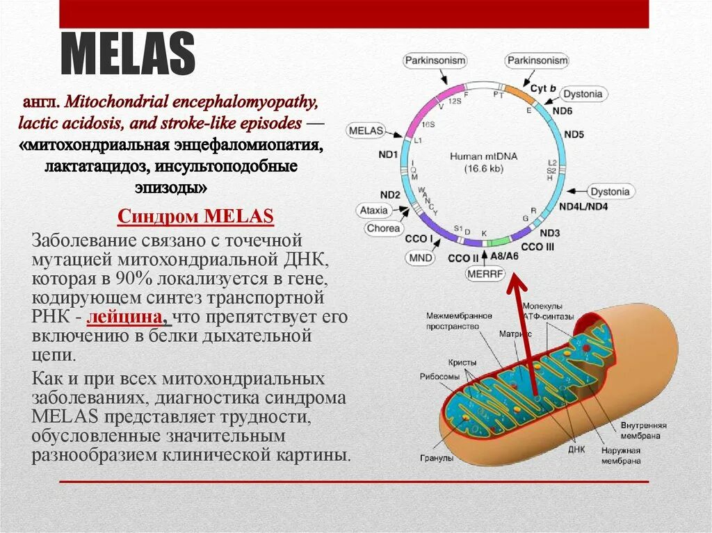 Митохондриальные заболевания Melas. ДНК митохондрий. Мутации в ДНК митохондрий.