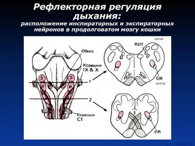 Дыхательные рефлексы человека. Рефлекторная регуляция дыхания. Рефлекторная регуляция дыхания физиология. Рефлекторная саморегуляция дыхания. Регуляция дыхания рефлекторная дуга.