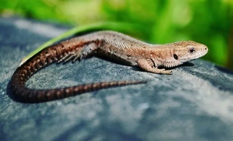 Ящерицы в полиции. Anolis oxylophus.