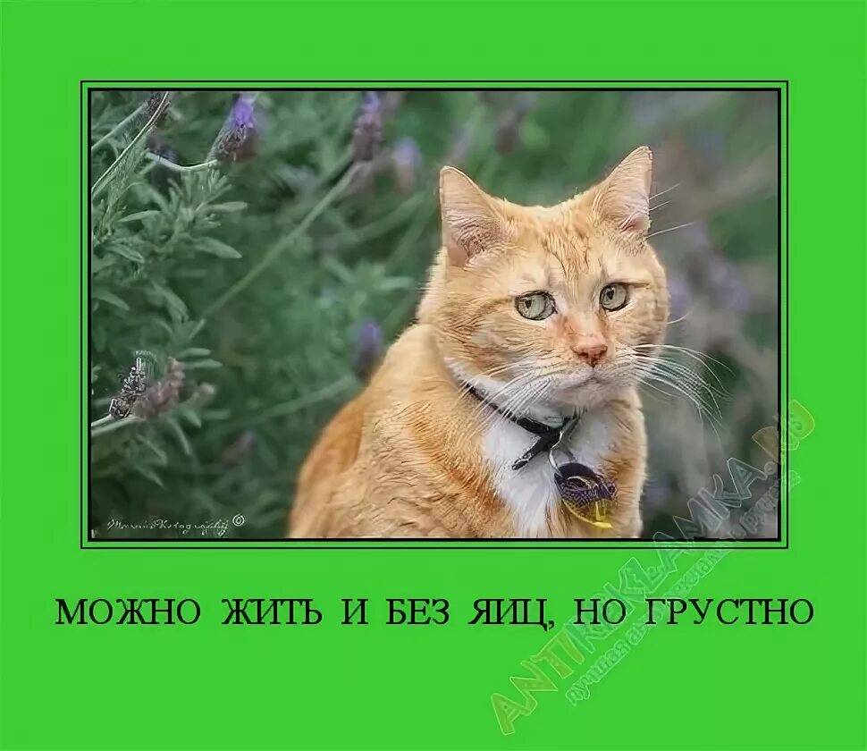 Без яиц начал. Жить без яиц. Можно жить и без яиц но грустно. Бедные яйца. Продавщица яиц.