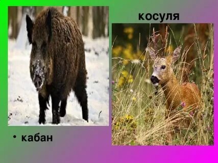Кабан косуля