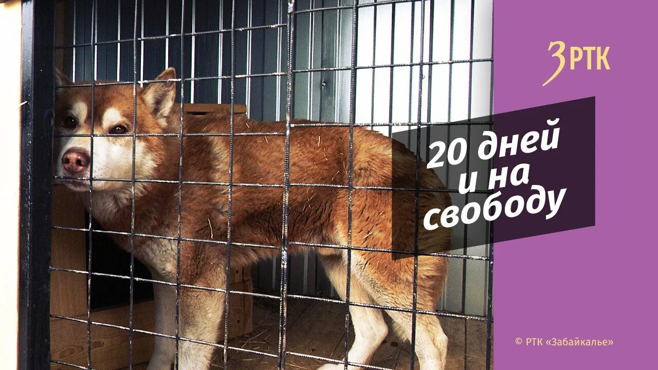 Приют пять звезд чита. Приют пять звезд чита. Приют пять звезд чита. Приют пять звезд чита. Приют к9 в иркутске животные.