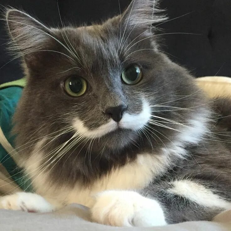 Популярные котики. Грампи кэт порода. Грэмпи кэт. Популярный кот. Popular cat.