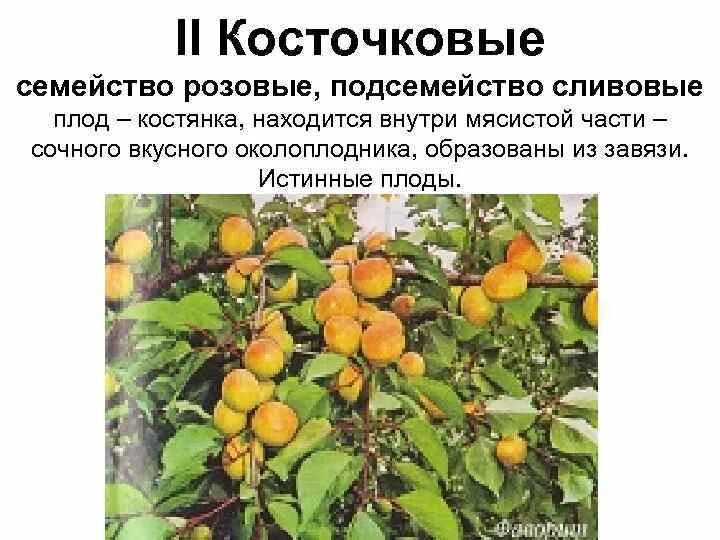 Плодоводство сообщение 4 класс. Плодоводство сообщение 4 класс