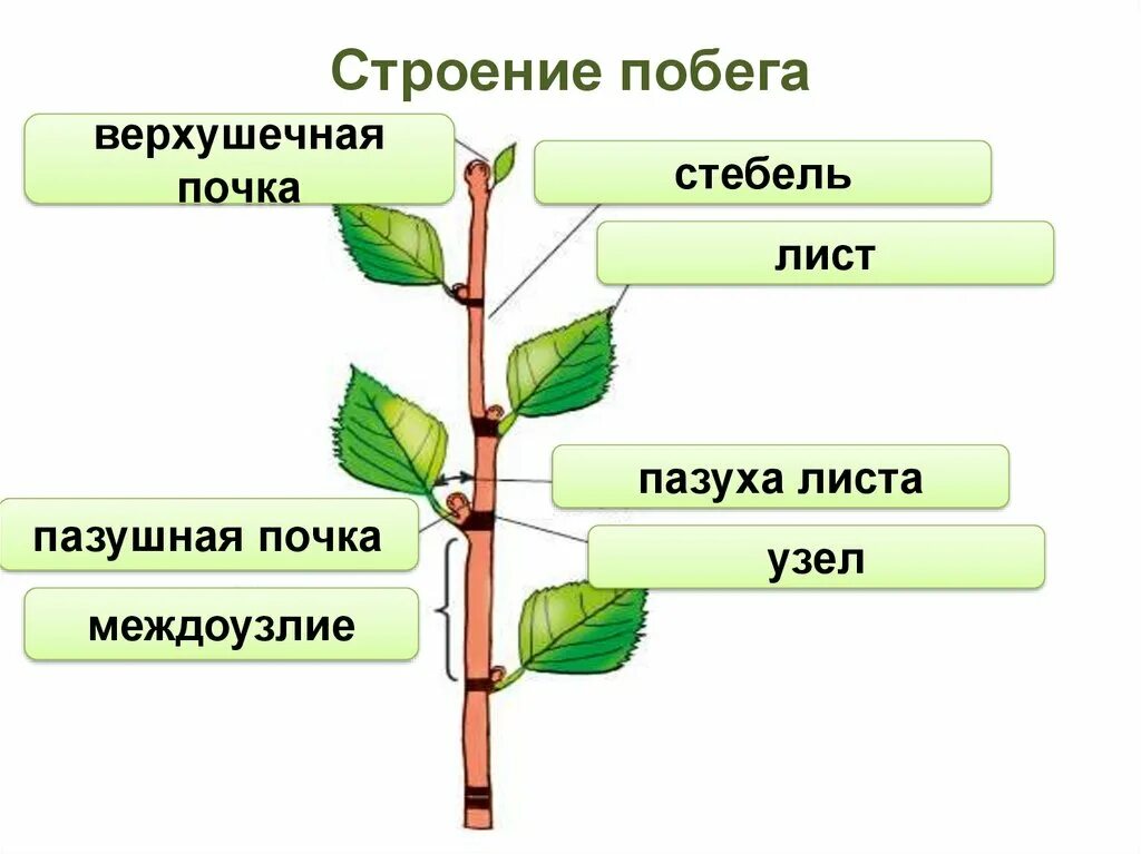 ПАЗУШНАЯ почка древесного побега. ПАЗУШНАЯ почка побег стебель. Схема строения почки растения. Строение побега почки растения.