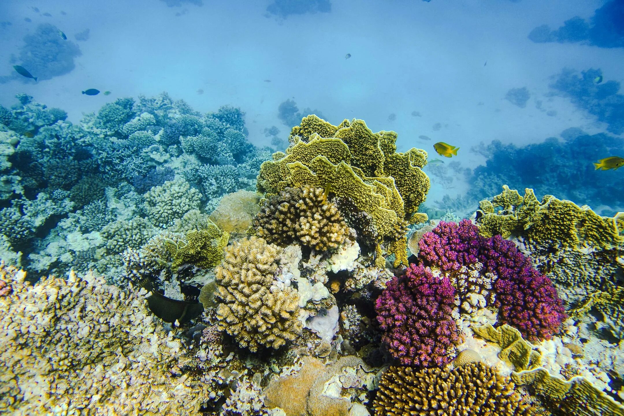 Рифы тихого океана. Коралловые рифы красного моря. Риф Шарм-Эль-Шейх. Коралловый риф залив Канеохе. Атлантический океан коралловый риф.