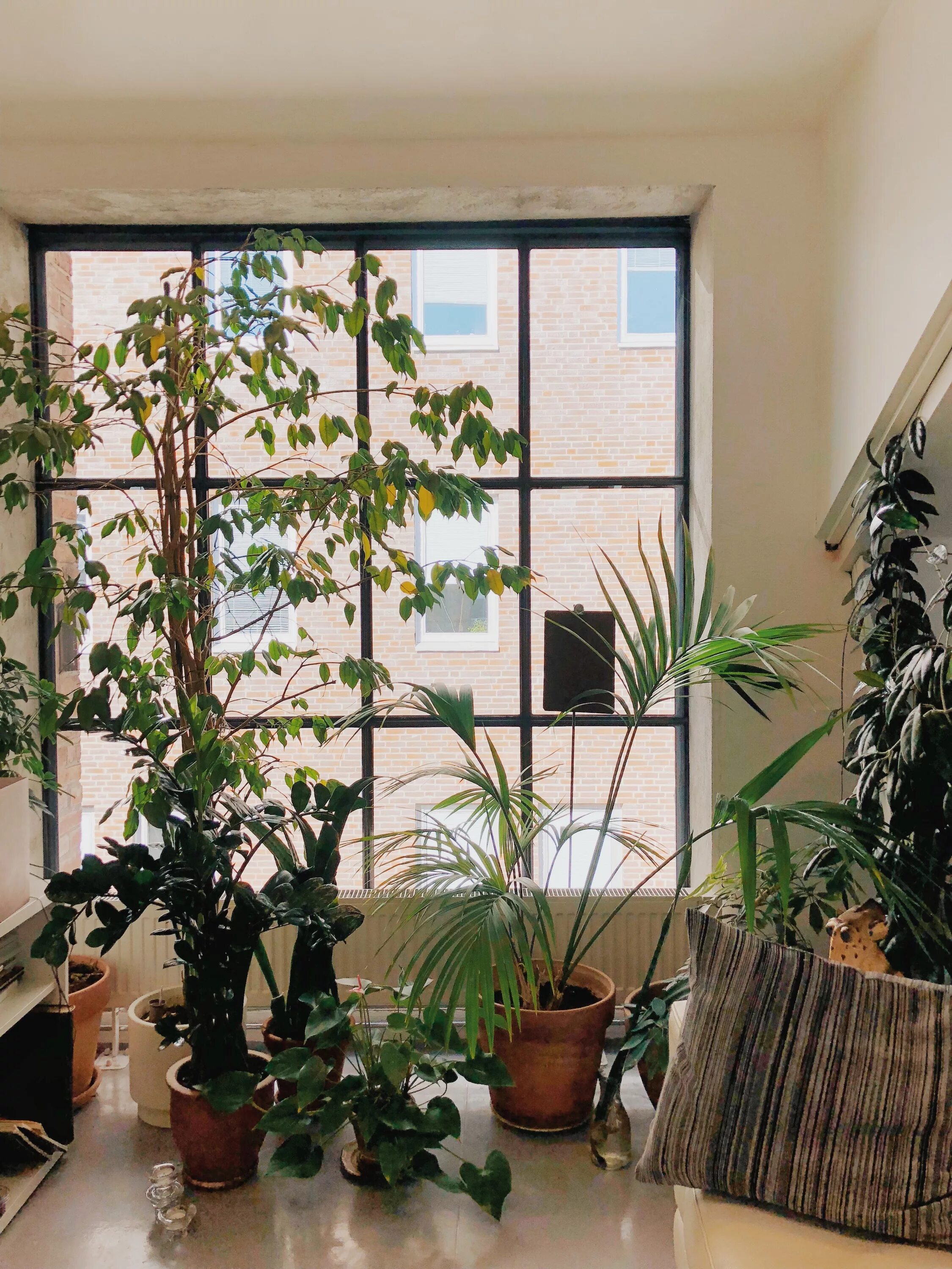 Комнатные растения на окне. Много растений в интерьере. Комната с цветами в горшках. Комнатные цветы перед окном. Комната без растений