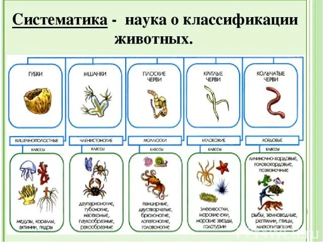 Систематика и классы животных 7 класс биология. Систематика животных 5 класс биология. Систематика животных схема. Классификация животных таблица.