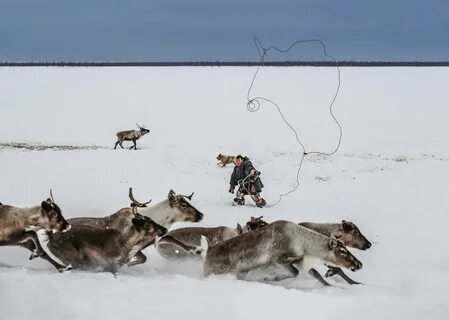 Оленеводство рыболовство и промысел морского зверя