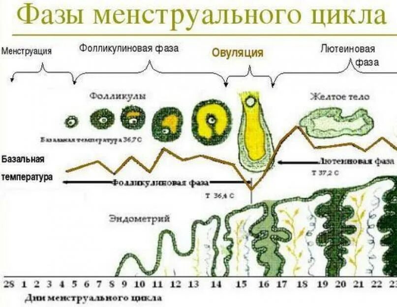 Фазы менструального цикла схема. Фазы цикла у женщин по дням схема. 2 Фаза цикла как называется. 2 День менструационного цикла какая фаза. Овуляция клетки произошла