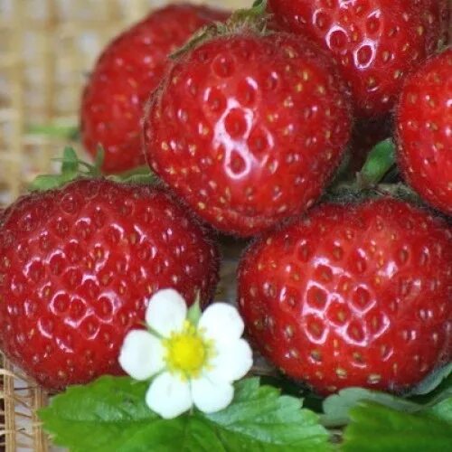 Какие сорта пригодны