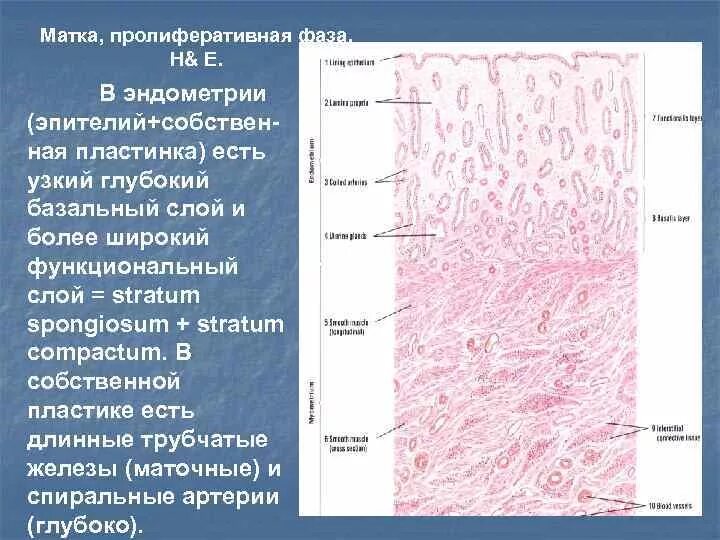 Компактный и спонгиозный слой эндометрия гистология. Слизистая оболочка эндометрия. Эпителий матки гистология. Функциональный слой эндометрия гистология. Эндометрий базальный слой