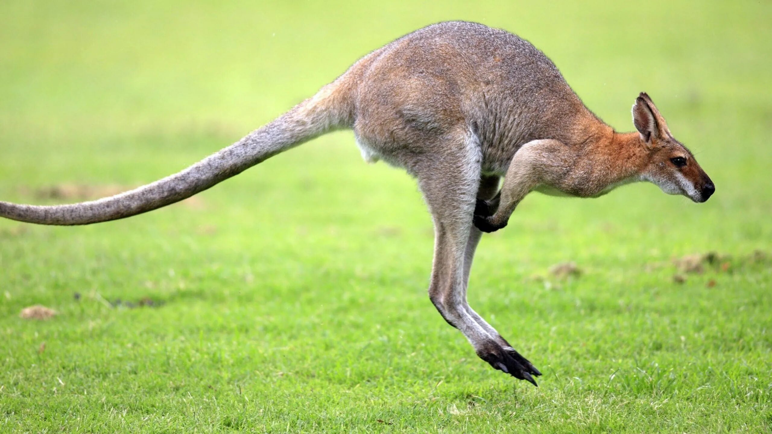 Сумчатые кенгуру. Кенгуру в Австралии. Сумчатые кенгуру в Австралии. Валлаби Австралия. Язык длиннее хвоста