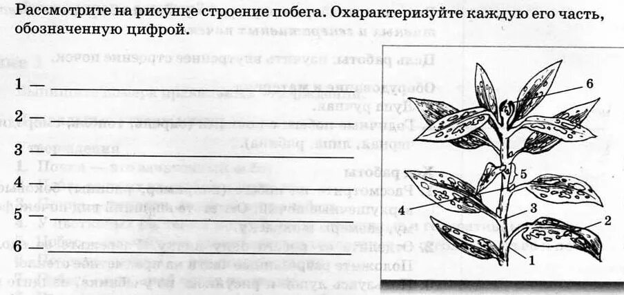 Используя рисунки в параграфе охарактеризуйте