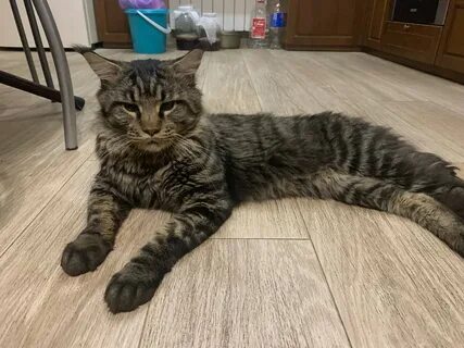 Кот филя дзен