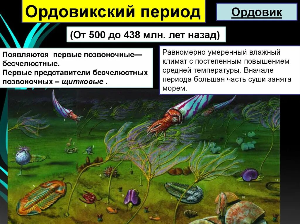 Водоросли ордовикского периода. Ордовикский период кратко. Палеозойская ордовик. Палеозой эра кембрий. Ордовикский период мир растений.