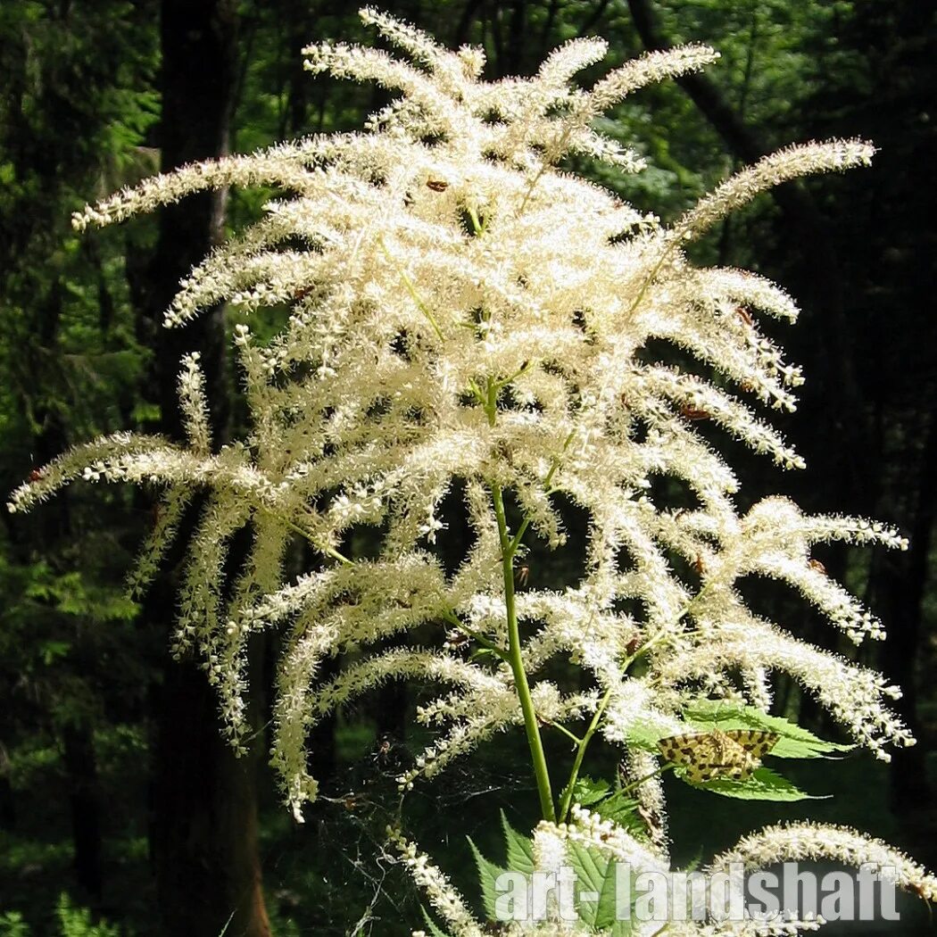 Волжанка двудомная. Волжанка двудомная (aruncus dioicus). Арункус кнеффи. Волжанка двудомная (aruncus dioicus). Волжанка двудомная семена редких многолетников.